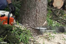 Best Utility Line Clearance  in Oakland, CA