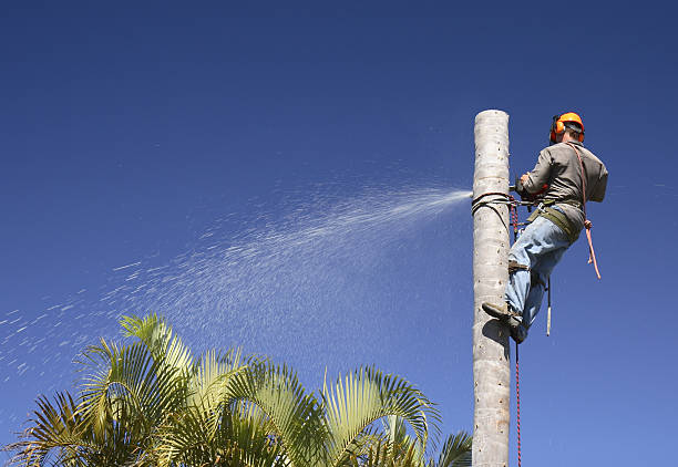 Best Tree Fertilization  in Oakland, CA