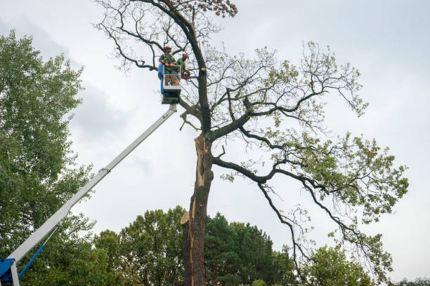 Best Emergency Tree Removal  in Oakland, CA
