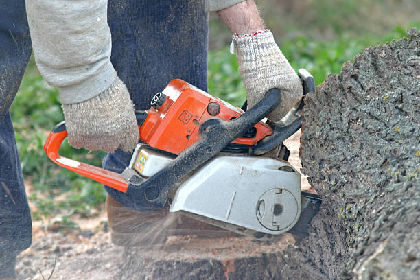 Best Leaf Removal  in Oakland, CA