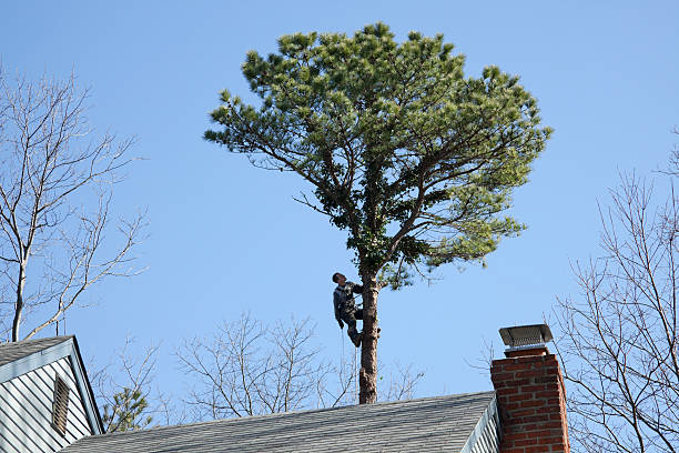 How Our Tree Care Process Works  in  Oakland, CA