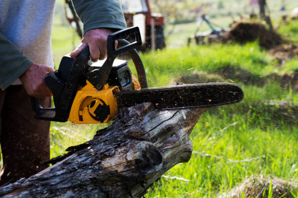 Best Root Management and Removal  in Oakland, CA