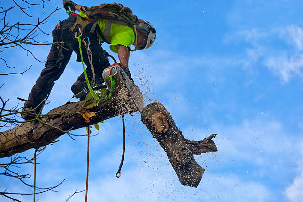 Reliable Oakland, CA Tree Care Solutions
